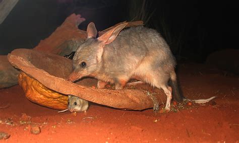 Bilby adaptations Many animals like the Bilby have padded feet in order to protect their soft feet from the incredibly hot desert sand